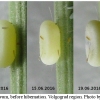 thym lineola ovum2 volg